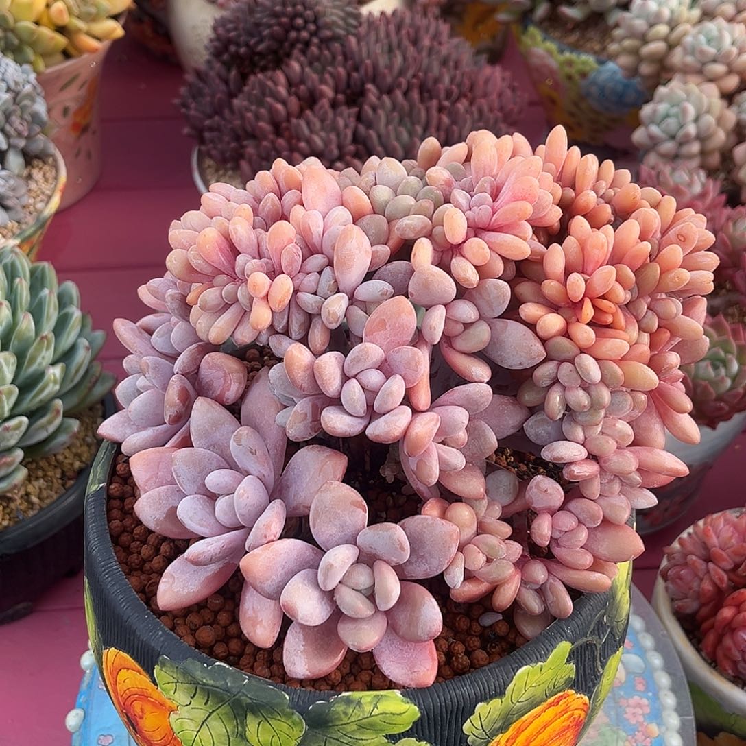 粉兔缀一物一拍拍