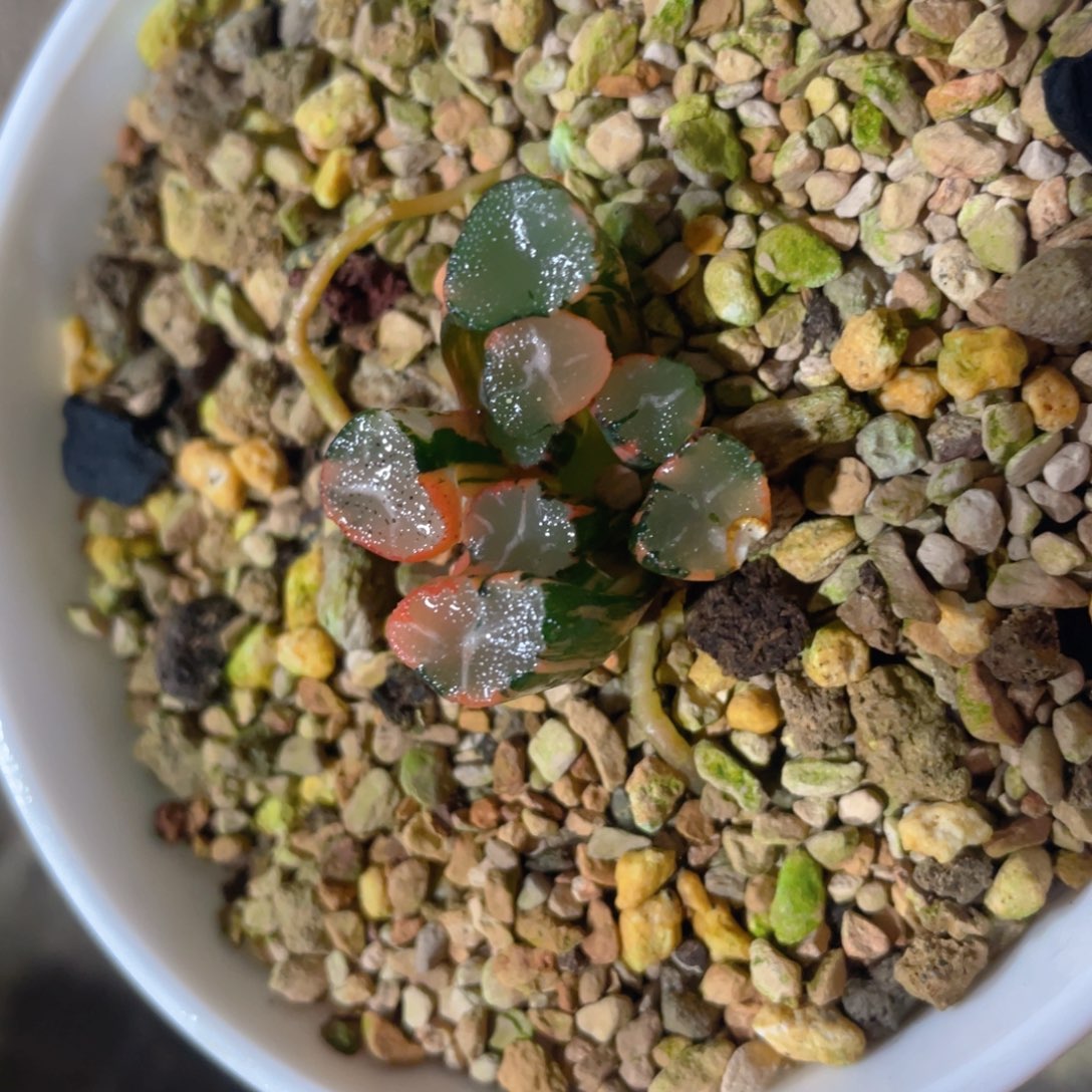 陈*一蜘蛛之巢万象锦。