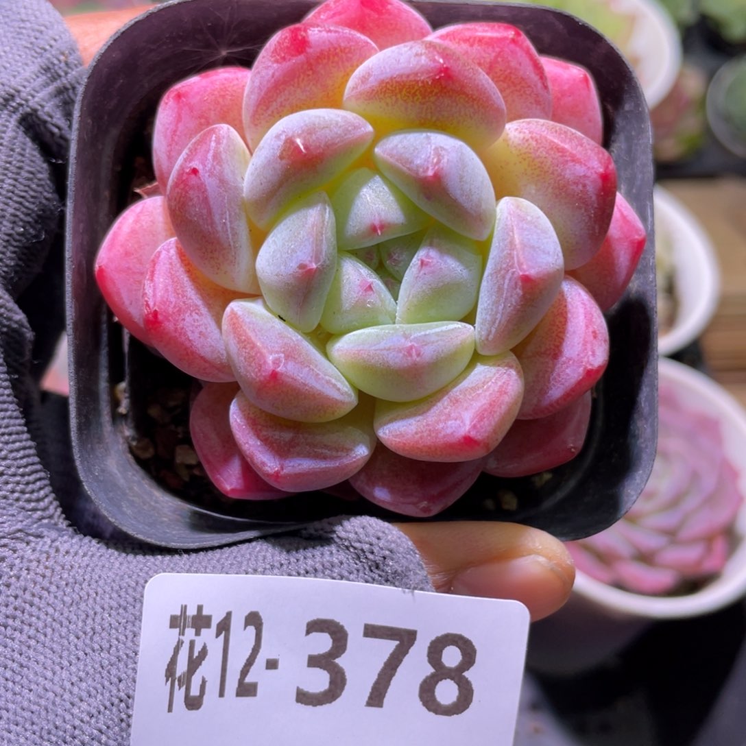 花利美12-378冰糖