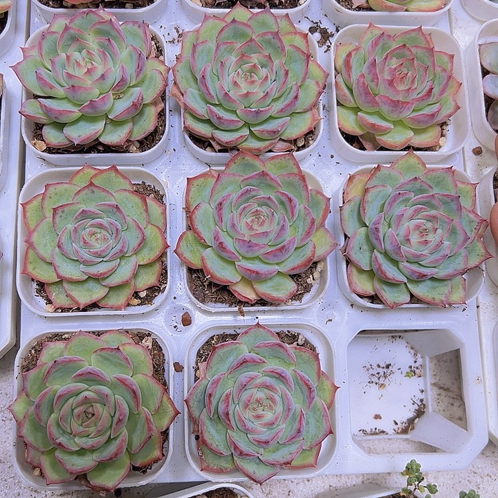 侧影单头19包邮多肉植物