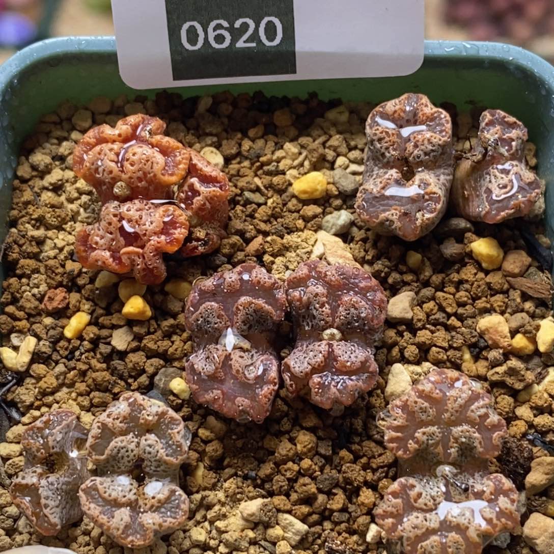 带盆福利一盆超跌