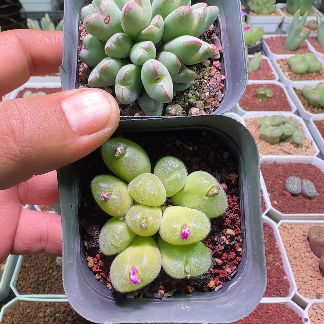 茄***椒哈哈哈哈哈哈哈哈021