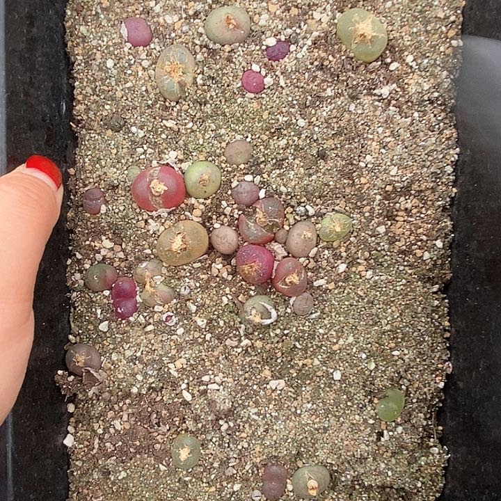 桃喜花园0131-20杂交