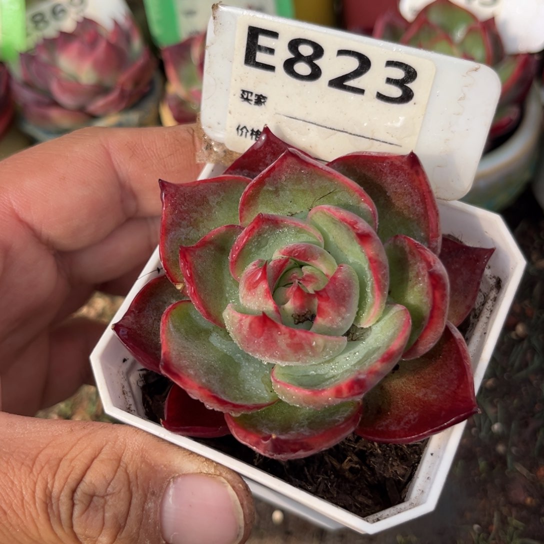 惊鸿一瞥023号多肉