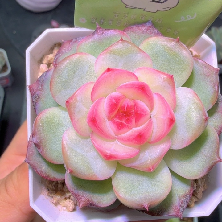 玉笛开播福利特特