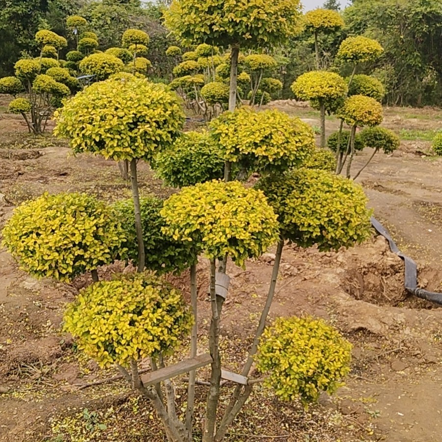 花镜色彩苗木造景耐晒耐寒四季常青庭院别墅造型树一物一拍亮晶