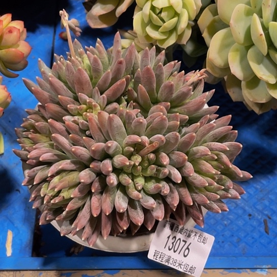 云****6炫彩星13076多肉