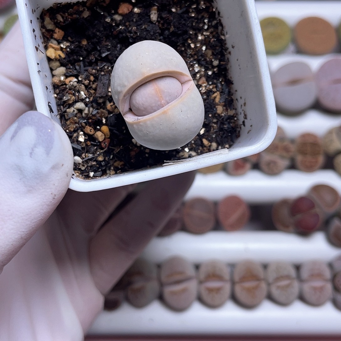 485 高尔夫 ……………………