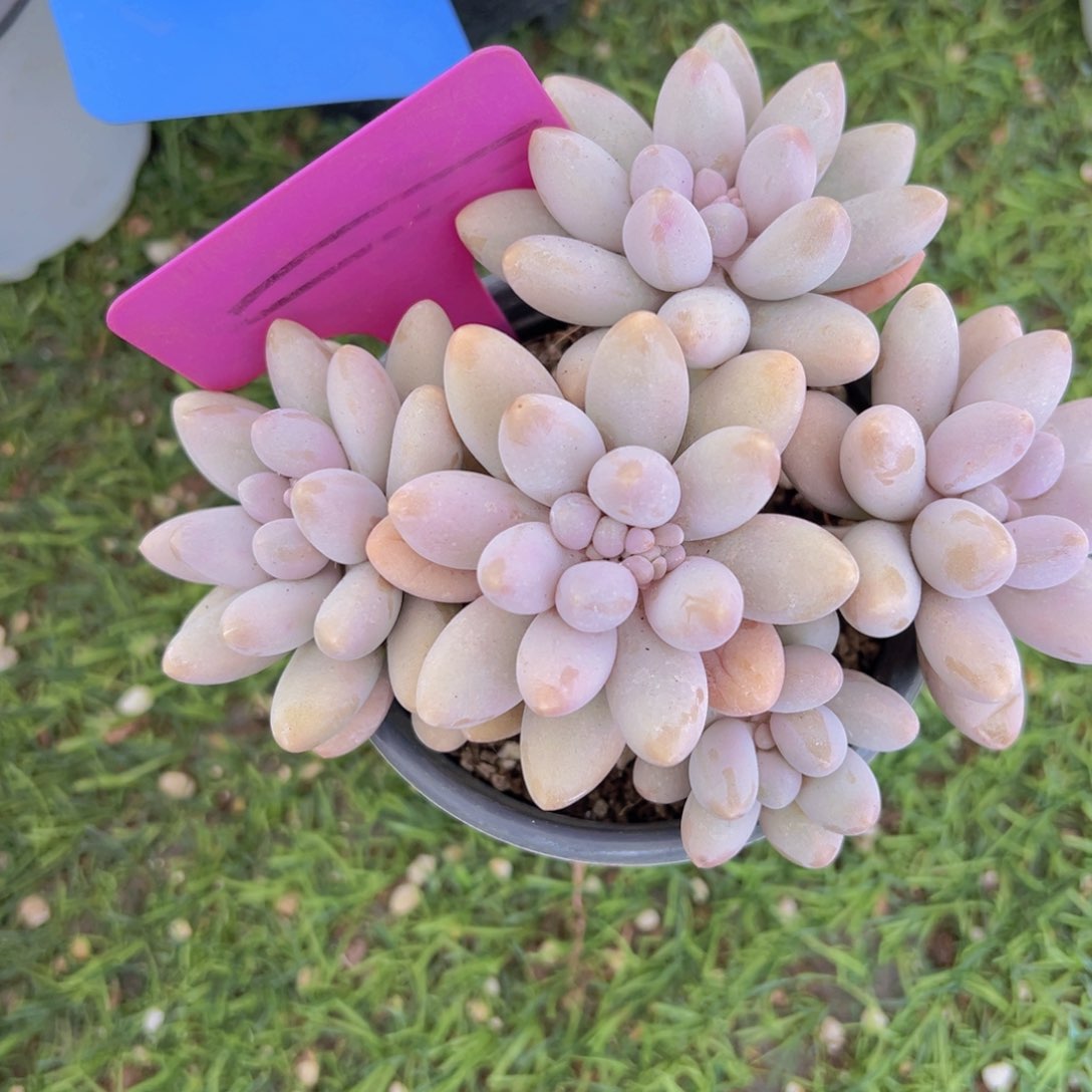 香玉的故事是一个人的故事