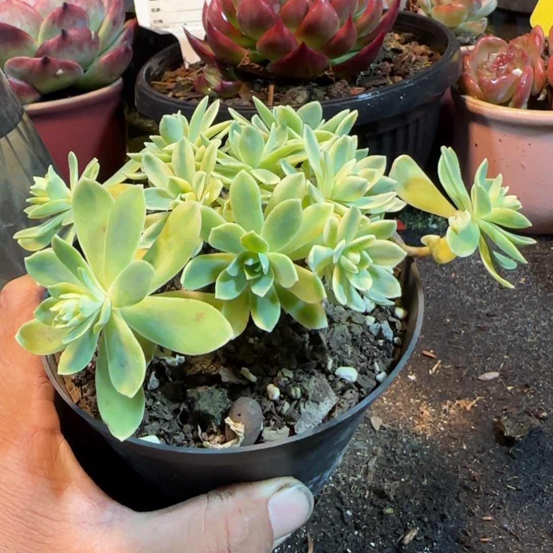 波化妆锦一物一拍包装收缩花旱