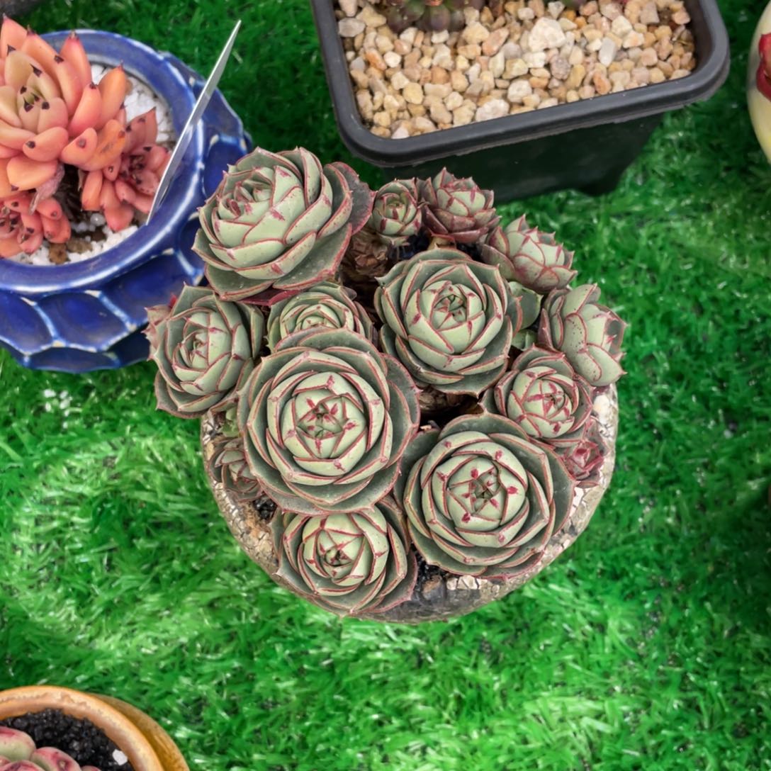 辰*多肉植物盆栽多肉植物