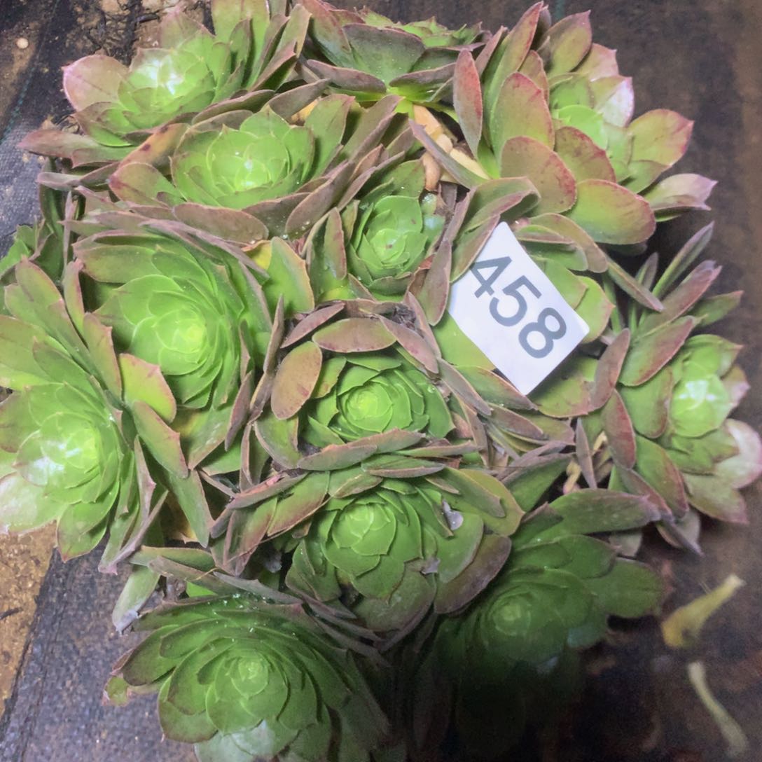 自**然458万圣夜多肉植物