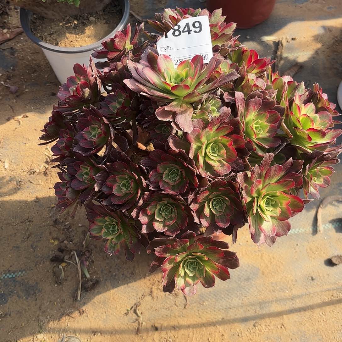 849安娜多肉植物