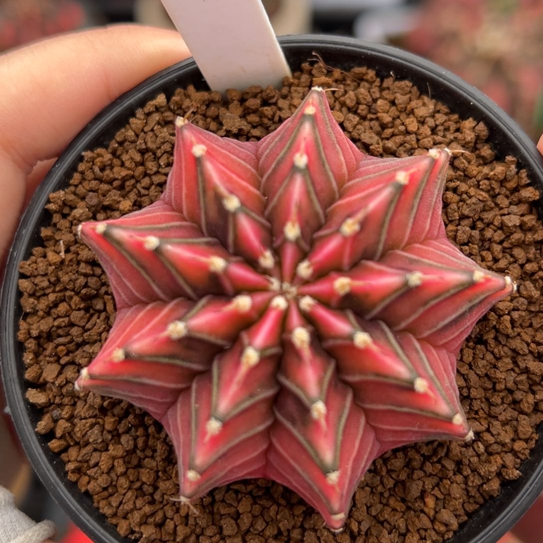 泰系实生肋骨锦265