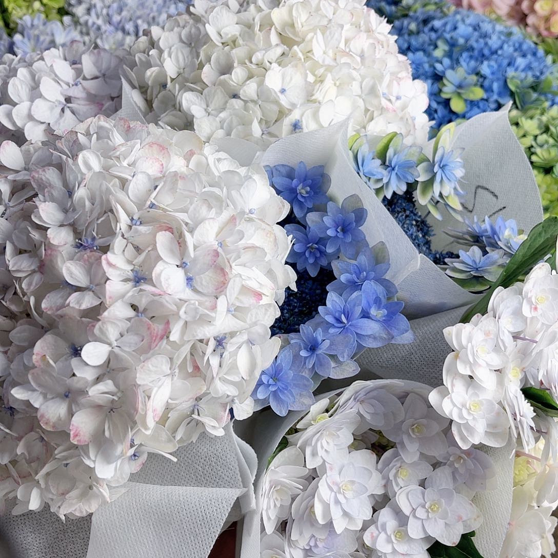 艾****完全开放稀有绣球花42号8枝