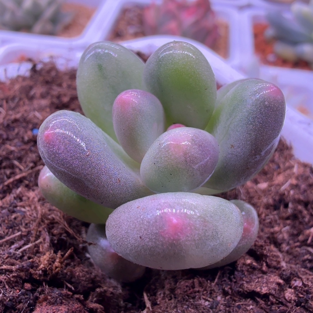 奶酪锦 多肉植物锦
