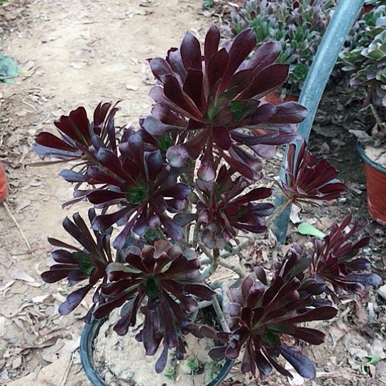 黑法妖桩多肉植物10