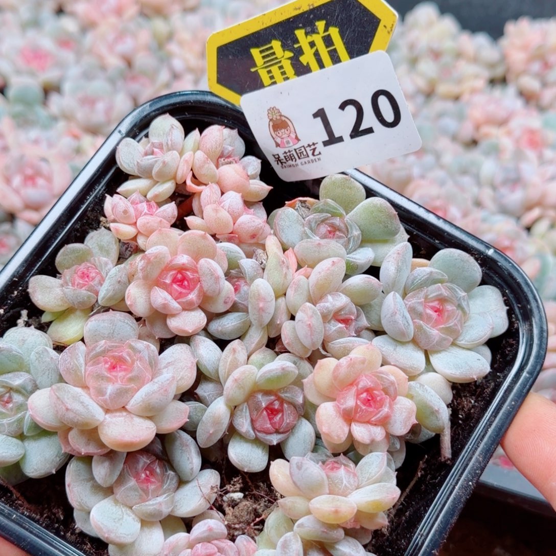 多肉植物多肉植物