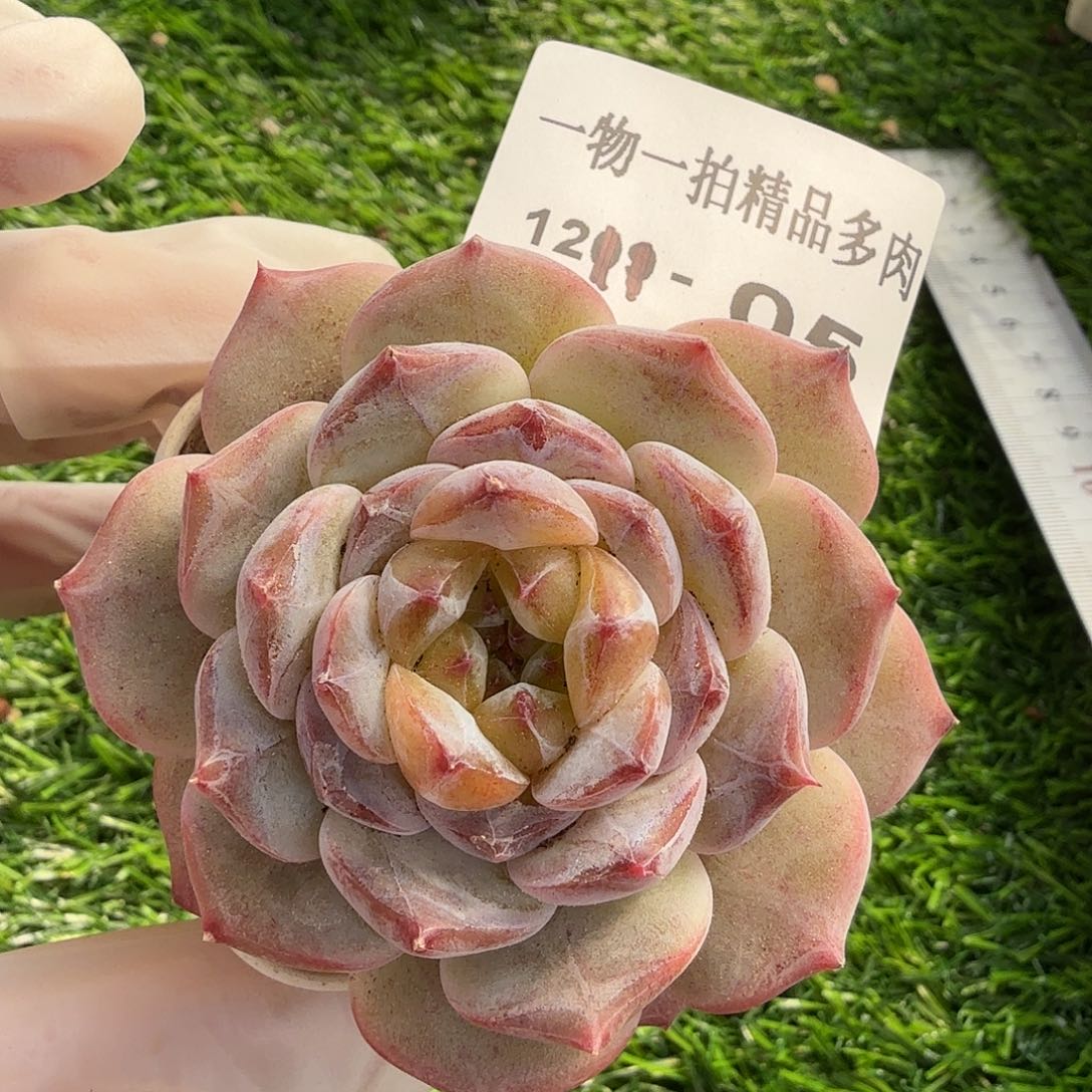 1211-05多肉一物一拍