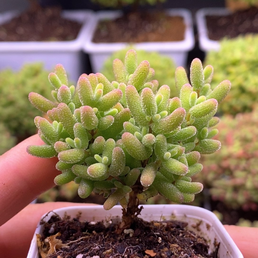 231蜜橘糖球。     