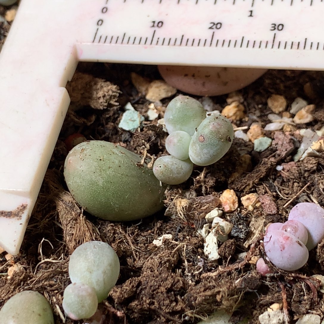 miken黄米可奶哈哈不满28发叶片一片，到付0