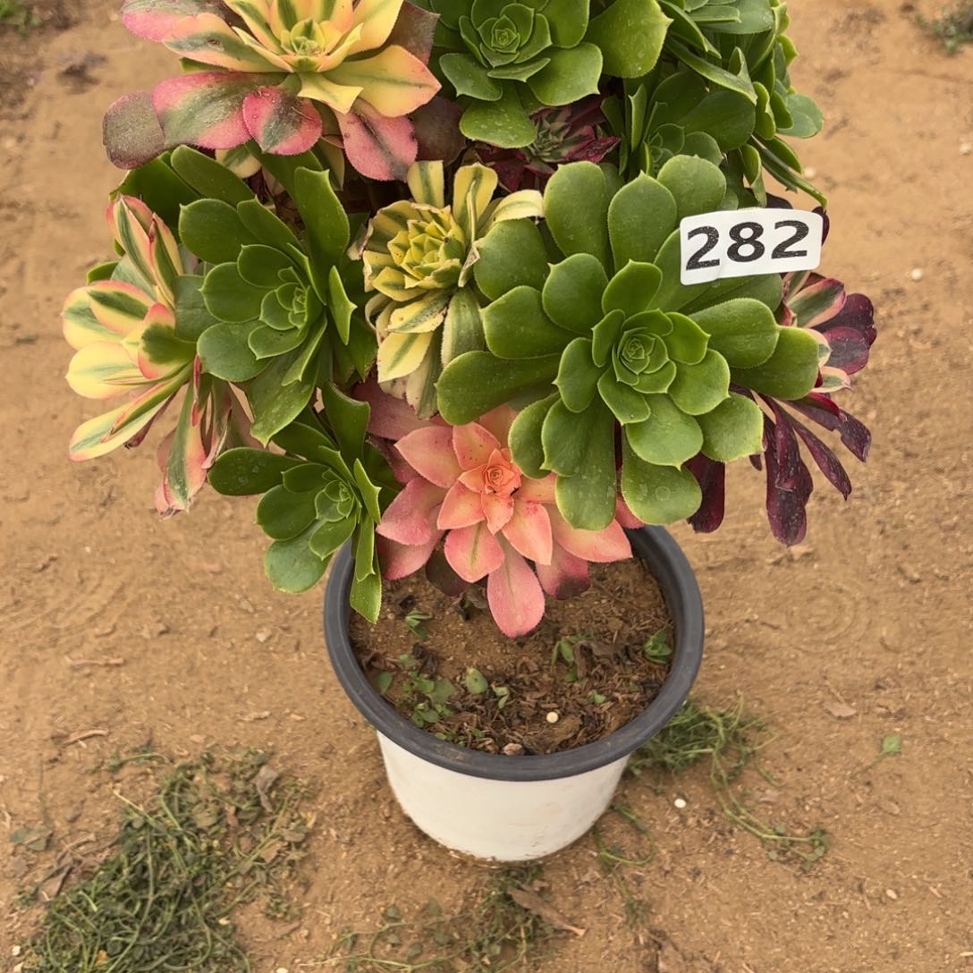 282嫁接多头不包损