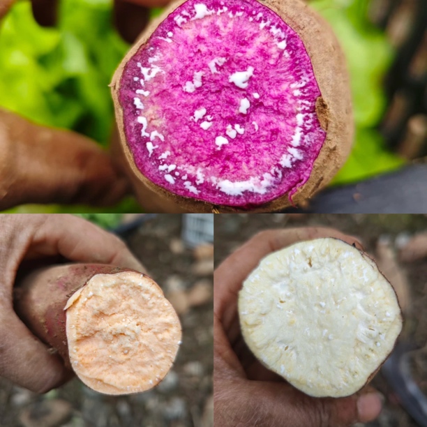 【红薯】红薯混装链接