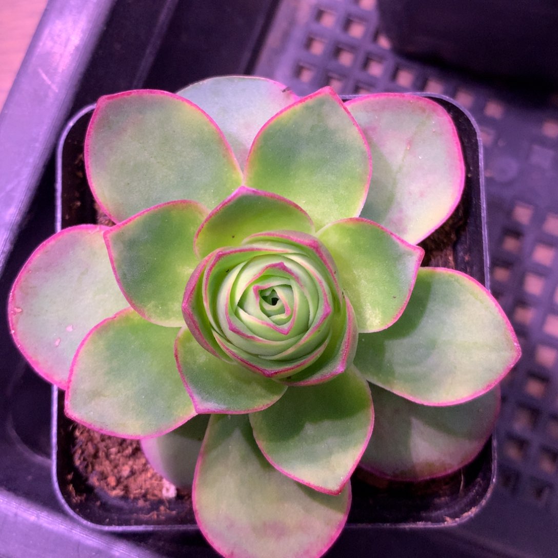 一物一拍盈月013