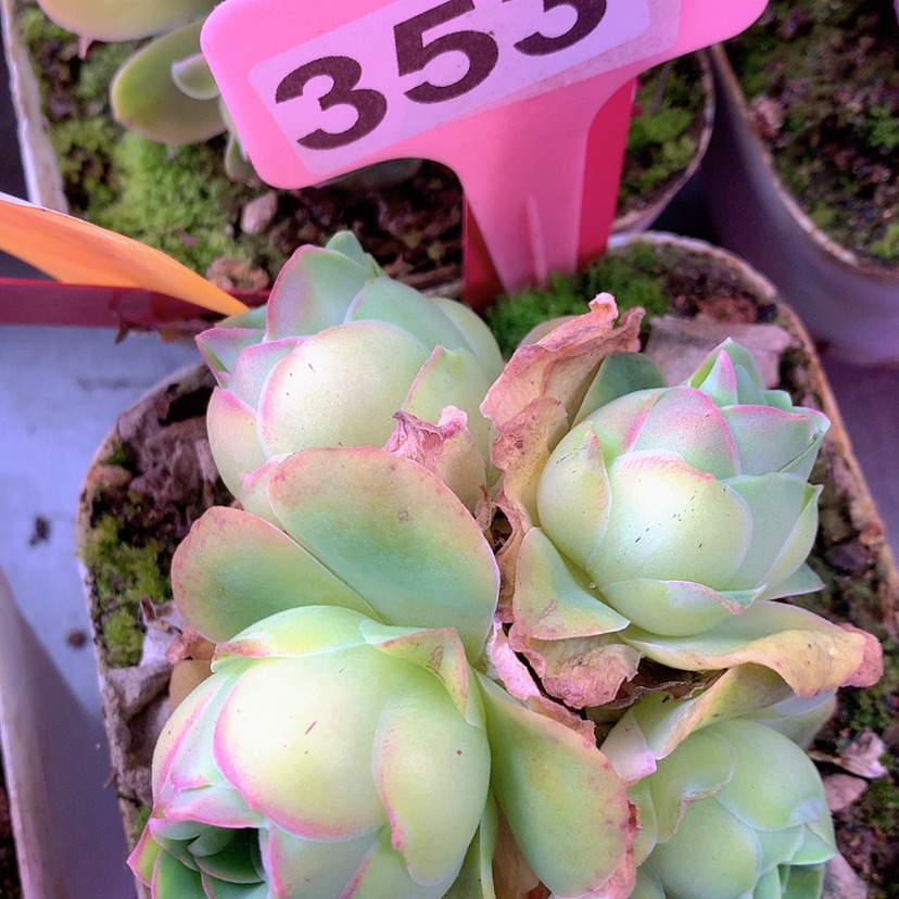 【闪购商品】yjj353