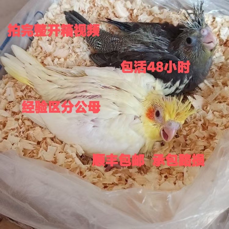 手养玄凤鹦鹉雏鸟半毛黄化珍珠可爱粘人宠物鸟