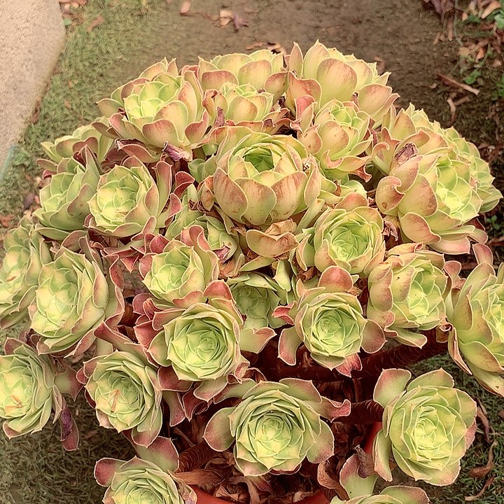 韶华捧花，多肉植物