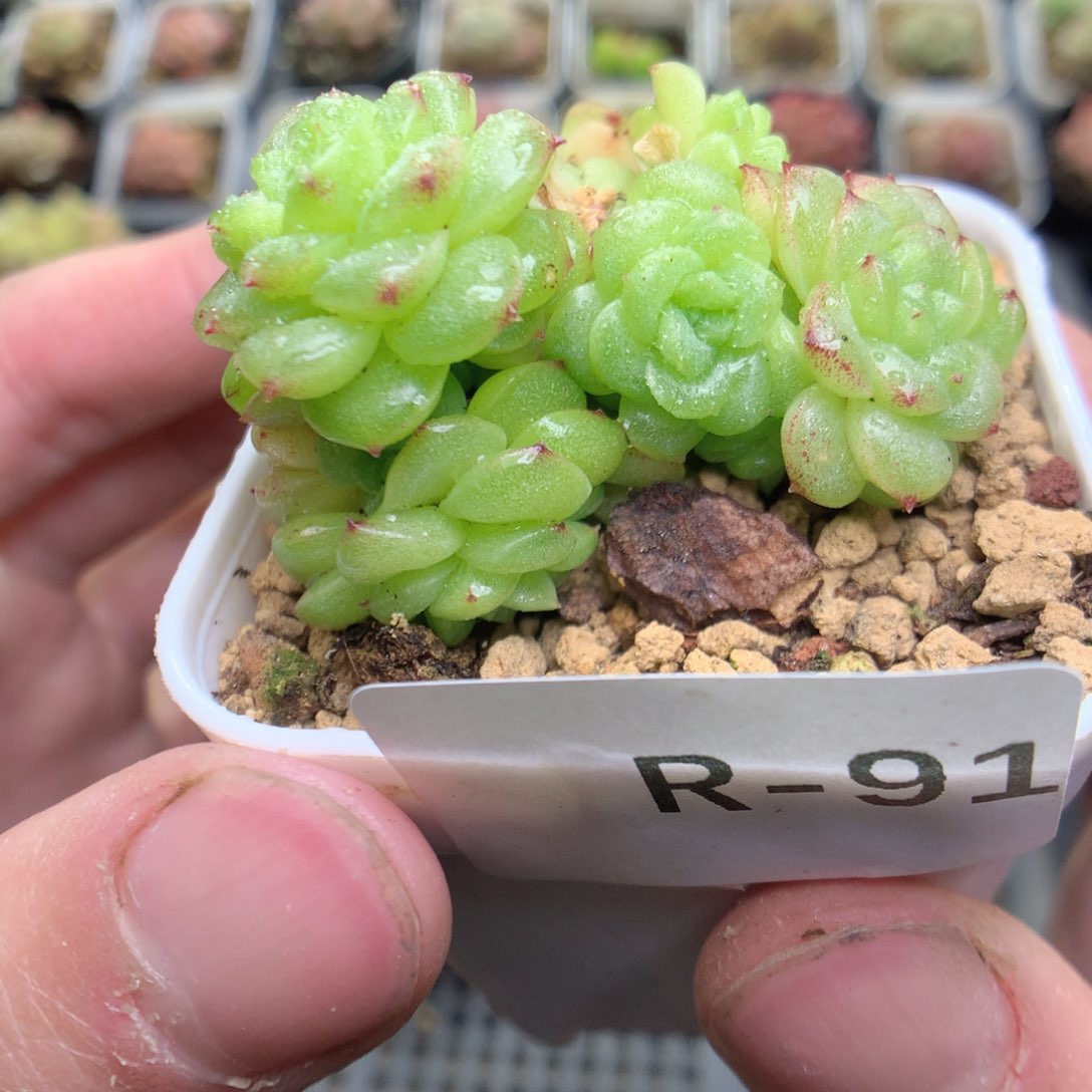 R91y y y y y y y y y y y