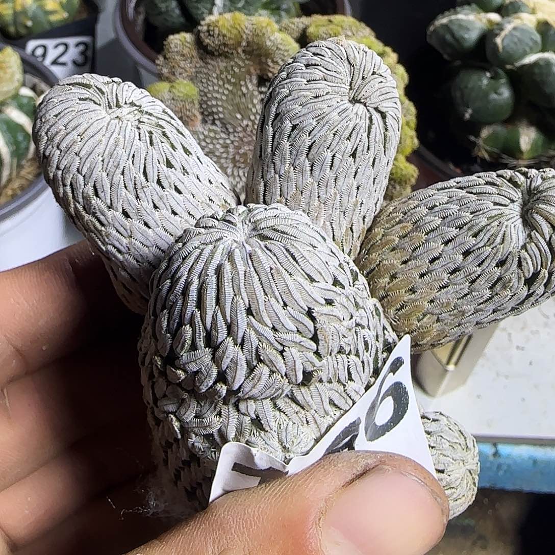 精巧丸群头926仙人球