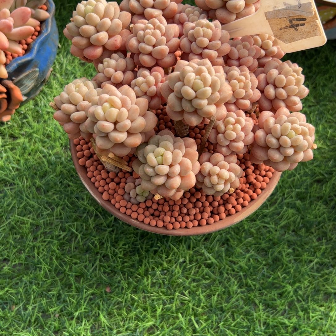 清***净达芙妮多肉植物保护研究所
