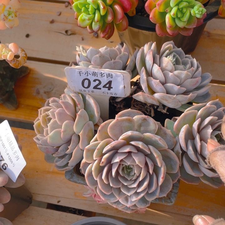 谢谢你的支持000000024