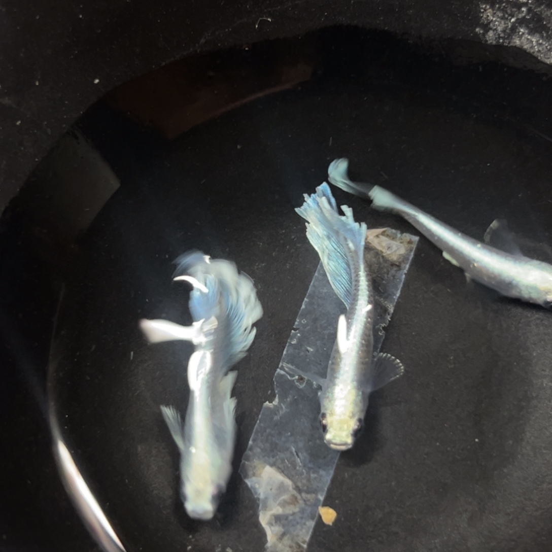 海水鱼赶紧看看了风格和