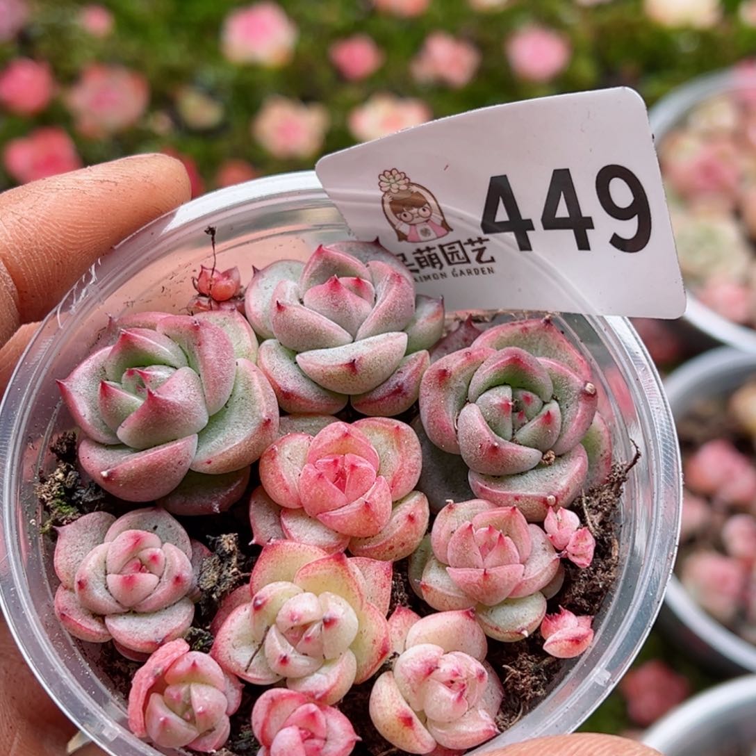 多肉植物多肉植物