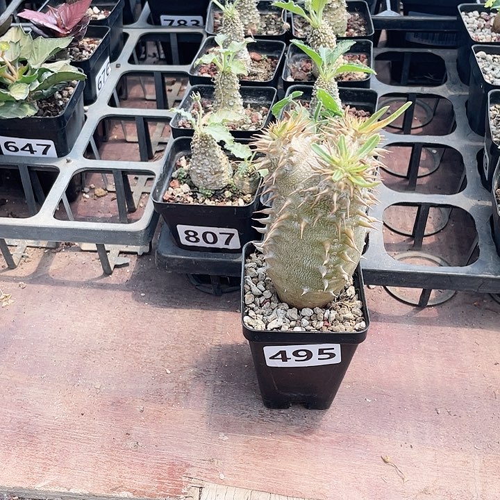 495西巴女王块根