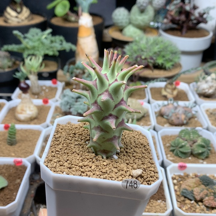 粒藻大戟母本实生带盆748