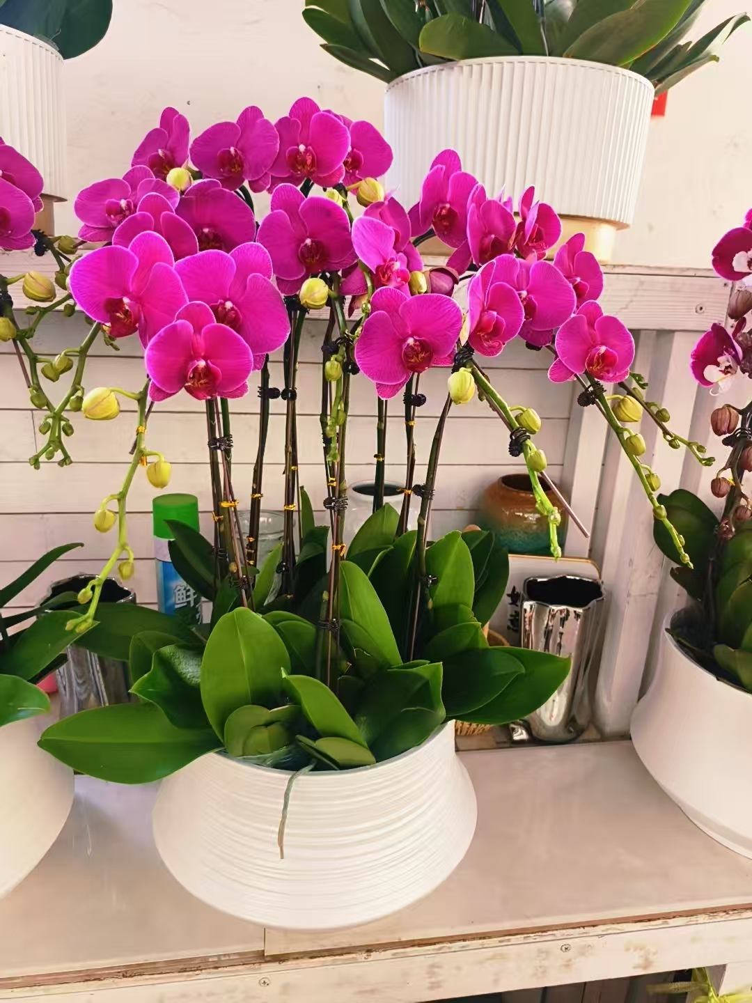 紫红色中大花蝴蝶兰室内花卉绿植盆栽基地直发