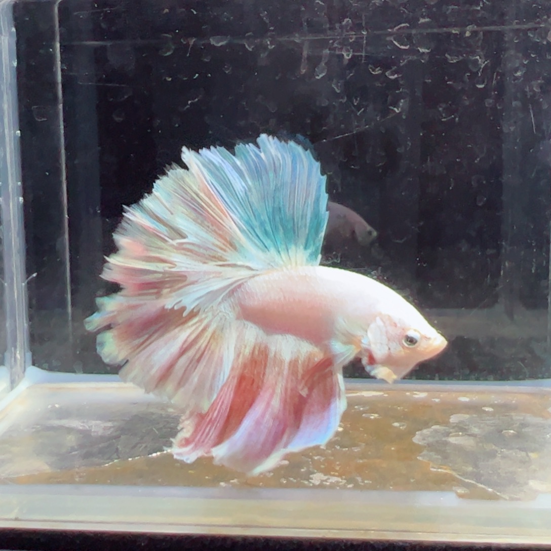 斗鱼浅色特殊尾hhhh