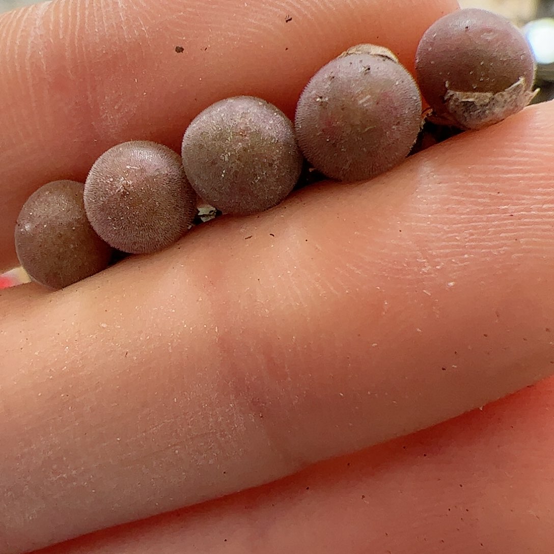 【闪购商品】338 空蝉x5