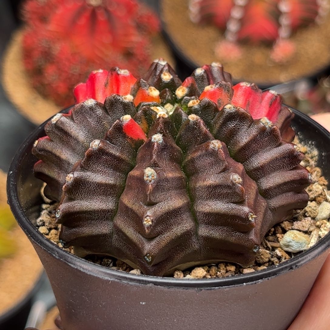 超美龟甲锦 米哈仙人球