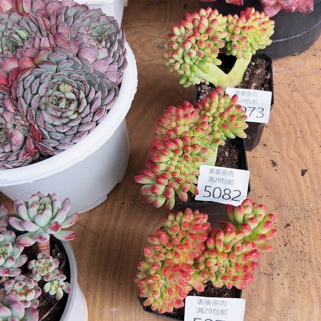 9号孙*娘我们的确是一5073.5082.5271