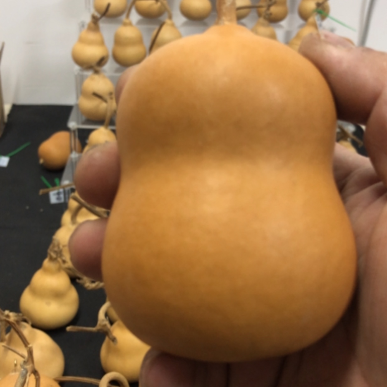 【闪购商品】之*葫芦保定墩葫芦