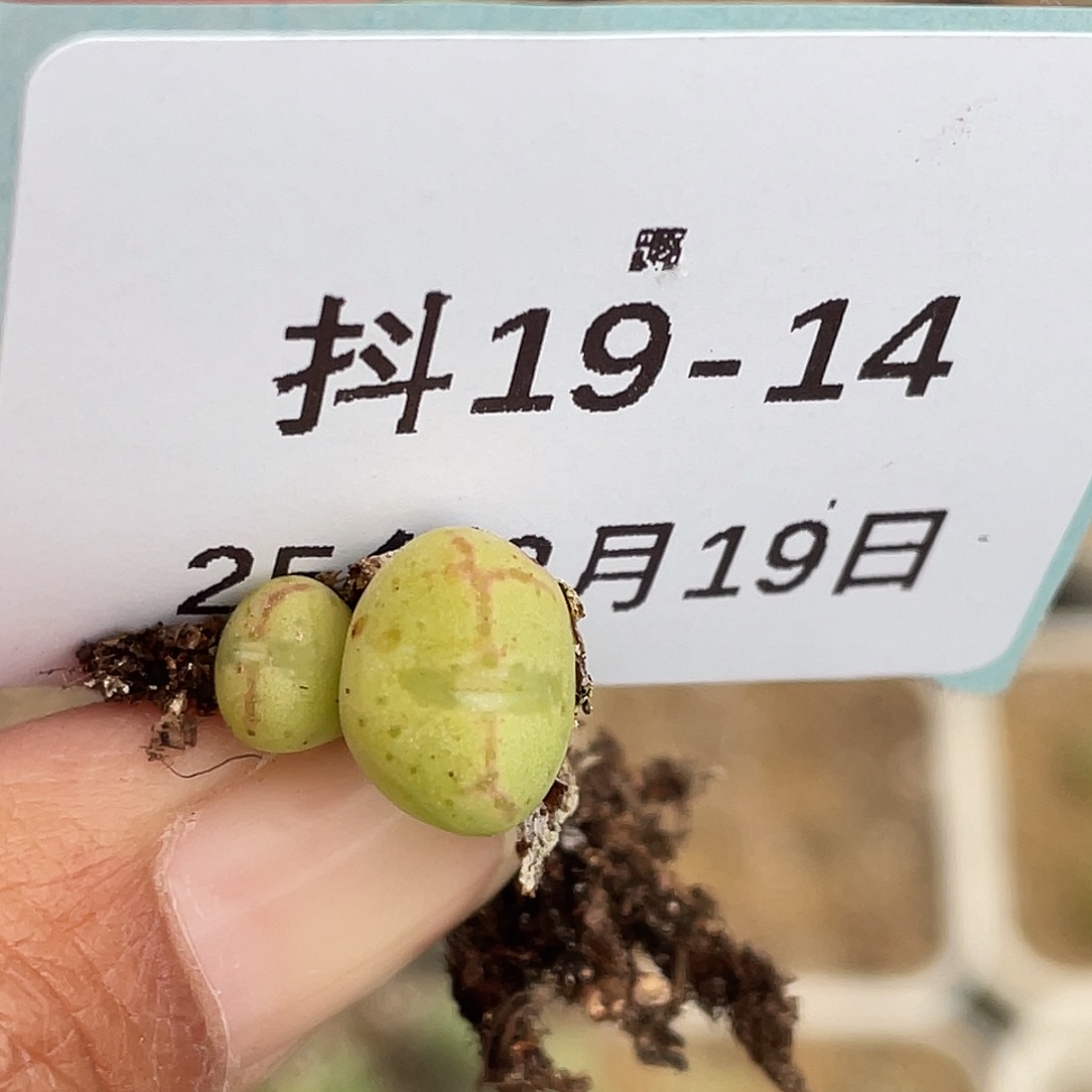19-14将杂多肉植物