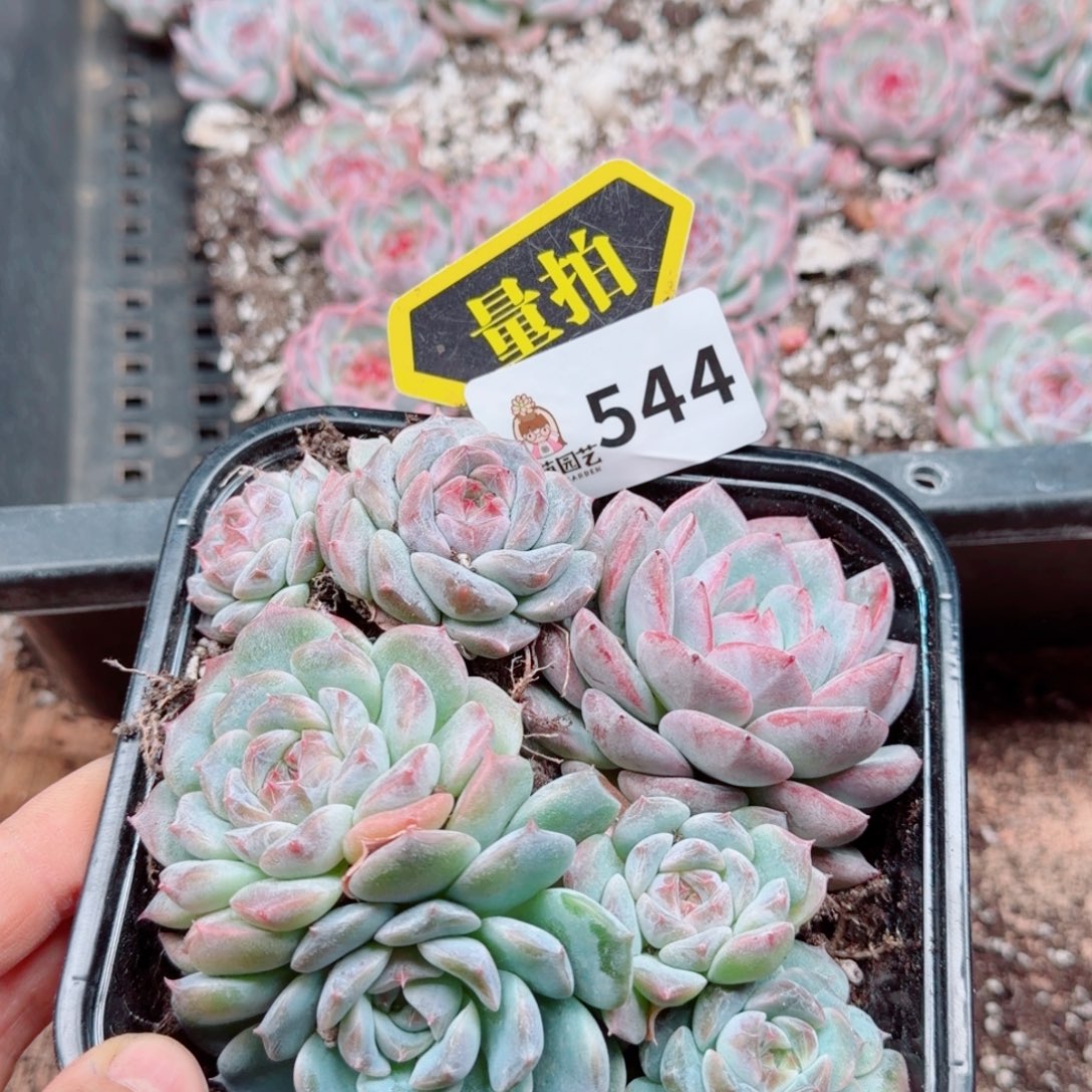 多肉植物多肉植物