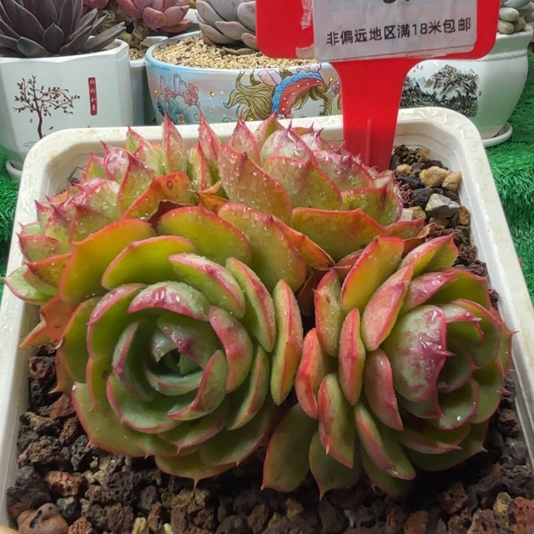 解忧多肉植物编号81