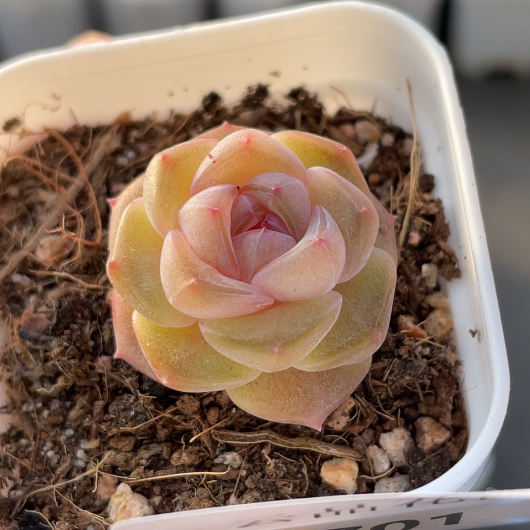 701号糖心冰心珍妮