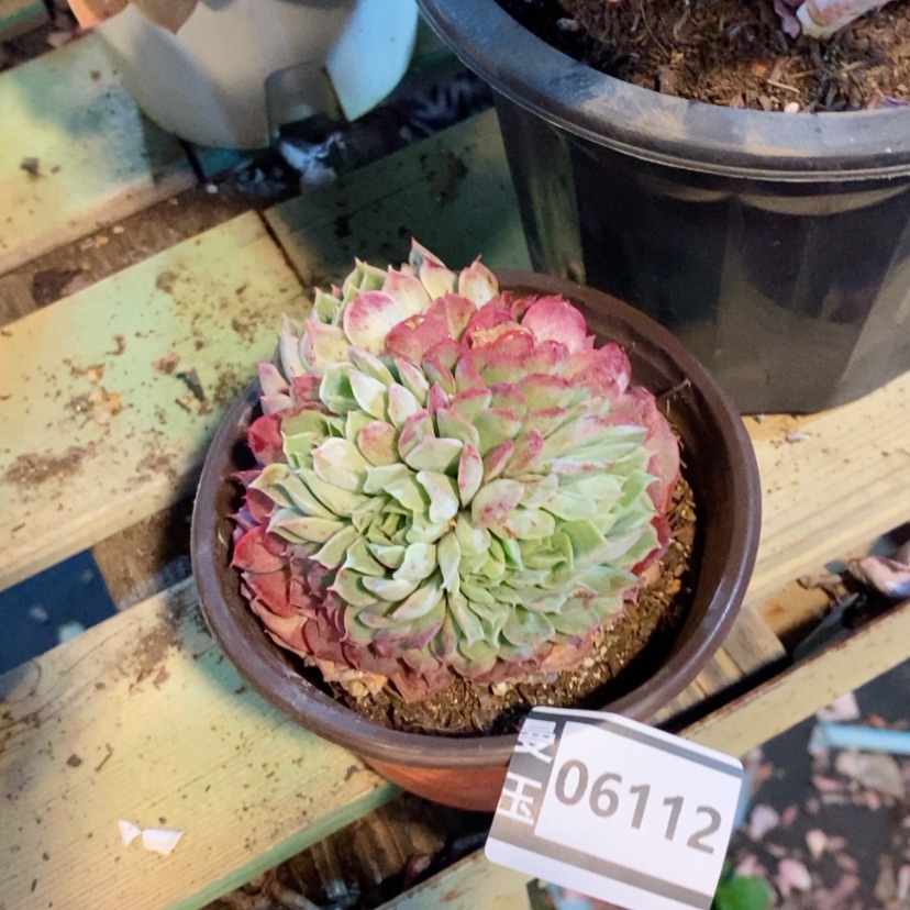 【闪购商品】朱砂缀06112